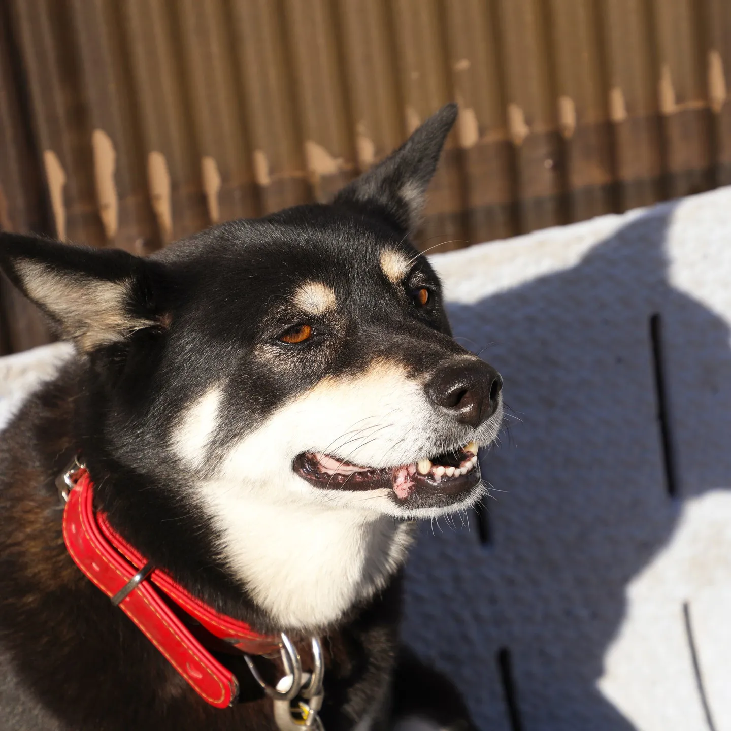 看板犬のモモコです